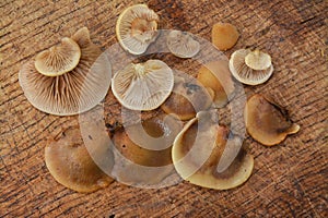 Crepidotus applanatus mushroom photo