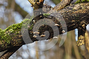The Crepidotus cesatii