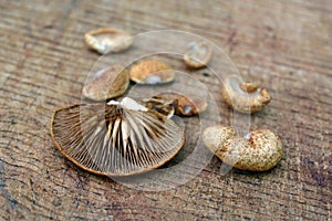 Crepidotus crocophyllus mushroom photo