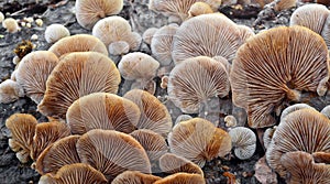 Crepidotus mollis mushroom