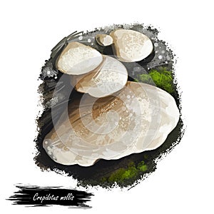 Crepidotus mollis or peeling oysterling, soft slipper and jelly crep mushroom closeup digital art illustration. Boletus has white photo