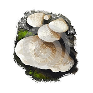 Crepidotus mollis or peeling oysterling, soft slipper and jelly crep mushroom closeup digital art illustration. Boletus has white photo