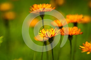 Crepis alpina - Abstract background of Alpine flowers