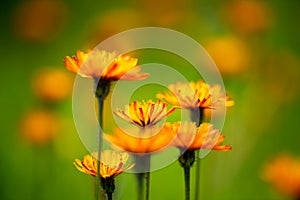 Crepis alpina - Abstract background of Alpine flowers