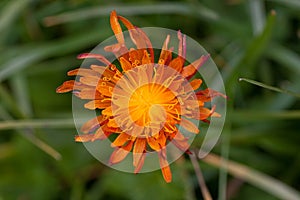 Crepis Aurea