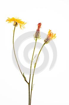 Crepis biennis close up isolated on the white background