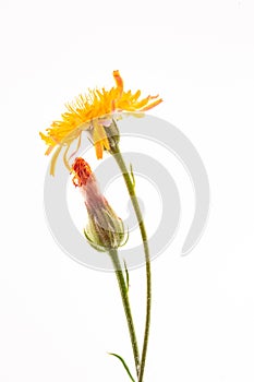 Crepis biennis close up isolated on the white background