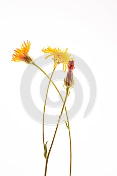 Crepis biennis close up isolated on the white background