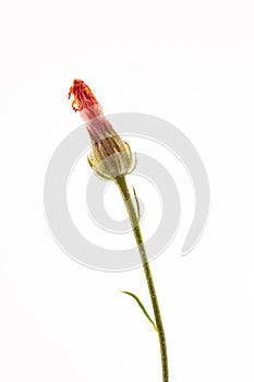 Crepis biennis close up isolated on the white background