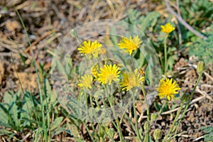 Crepis crocea