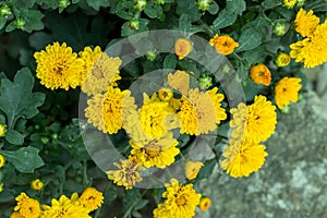 Crepis dandelion flower plants also called Florists chrysanthemum