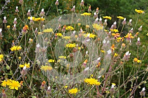 Crepis foetida grows in nature