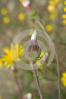 Crepis foetida grows in nature