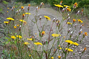 Crepis foetida grows in nature