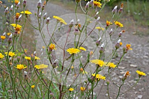 Crepis foetida grows in nature