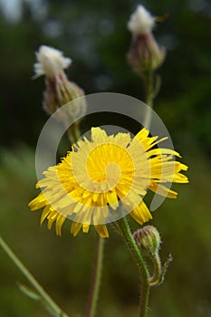 Crepis foetida grows in nature