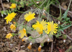 Crepis foetida grows in nature