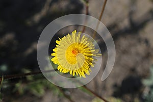 Crepis foetida - Wild plant shot in the spring