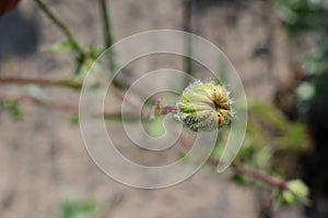 Crepis foetida - Wild plant shot in the spring