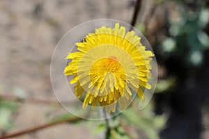 Crepis foetida - Wild plant shot in the spring