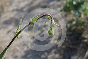 Crepis foetida - Wild plant shot in the spring