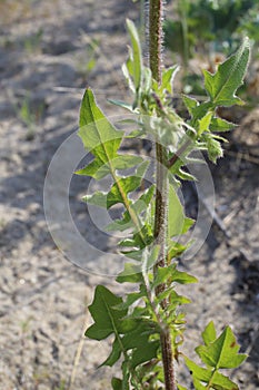 Crepis foetida - Wild plant shot in the spring