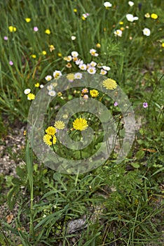 Crepis sancta and bellis perennis blooming