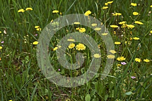 Crepis sancta in bloom