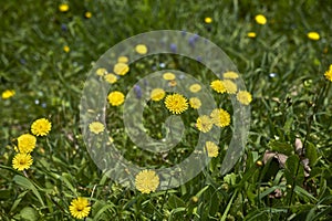 Crepis sancta in bloom