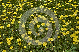 Crepis sancta in bloom photo