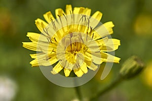 Crepis sancta flower close up