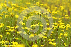 Crepis tectorum. Narrow-leaved hawkmoth in the meadow in Siberia