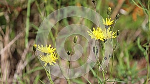 Crepis tectorum. A plant in the circumpolar regions of Russia