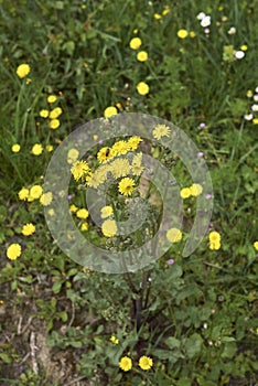 Crepis vesicaria plant in bloom