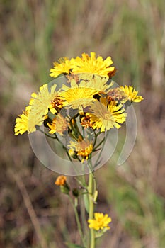 Crepis yellow flowers