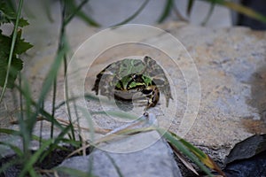 A crepping up Pond frog