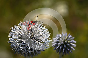 The crepuscular burnet, an insect