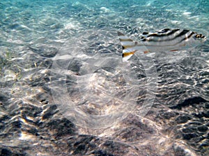 Crescent-banded grunter fish in shallow water in Red Sea