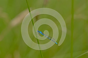 Crescent bluet damselfly sitting on a green halm