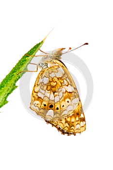 Crescent Butterfly, Genus Phyciodes