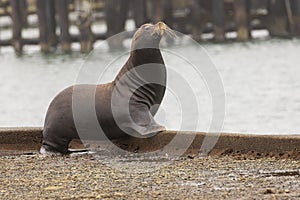 Crescent City Sea Lion Stock