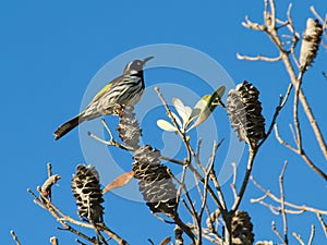 Crescent Honeyeater