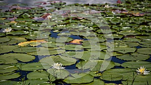 Crescent Lake Lily Pads Clermont