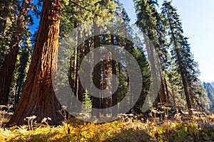 Crescent Meadow Picnic Area