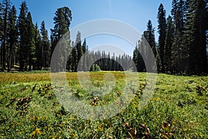 Crescent meadow in sequoia national park