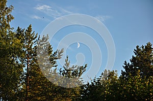 Crescent moon above the pine trees