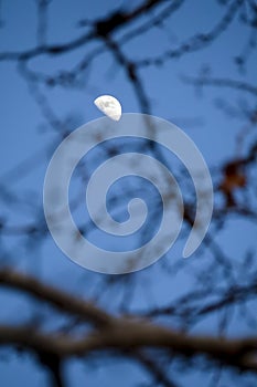 Crescent moon behind branches of a tree