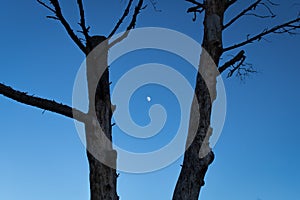 Crescent moon in the blue sky between trees