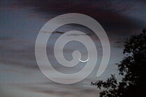 Crescent moon at dawn with pink, purple and blue clouds with tree