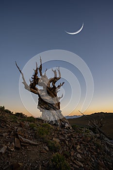 Crescent moon over an Ancient Bristlecone Pine Tree in Bishop California photo